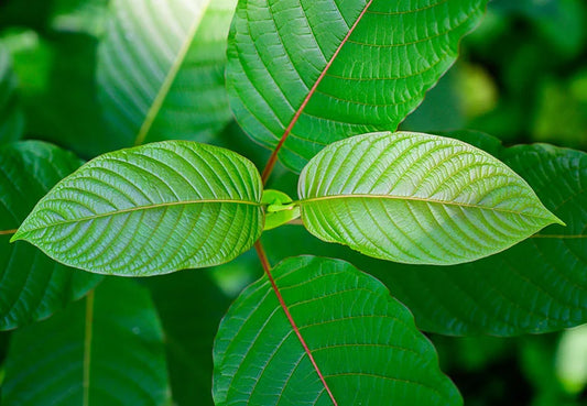 Kratom Shots